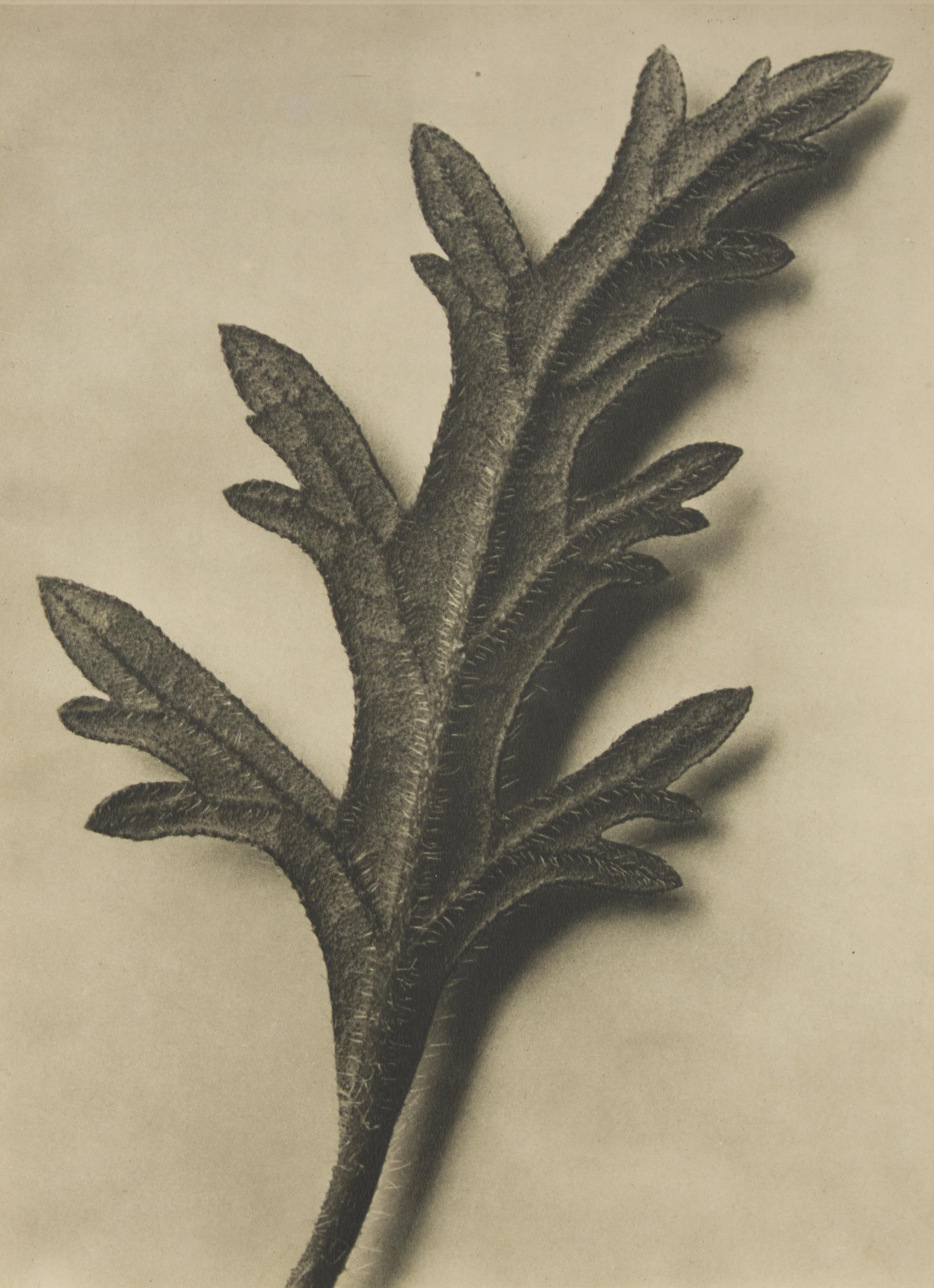 A Set of 8 Botanical Prints
