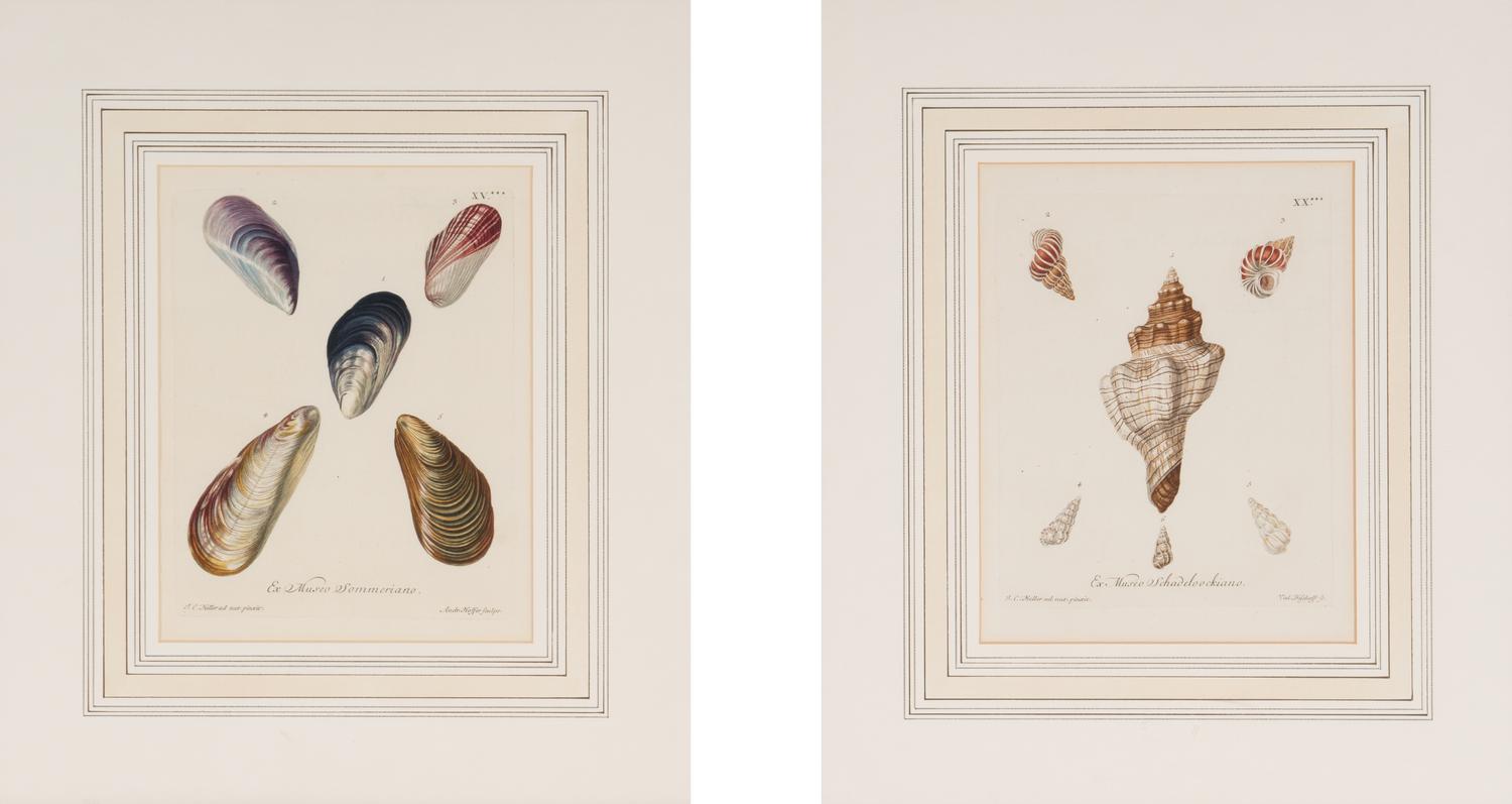 A Set of Eight Hand-Colored Engravings of Shell Specimens by Wolfgang Knorr (German, 18th Century)