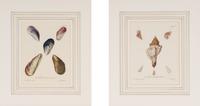 A Set of Eight Hand-Colored Engravings of Shell Specimens by Wolfgang Knorr (German, 18th Century)