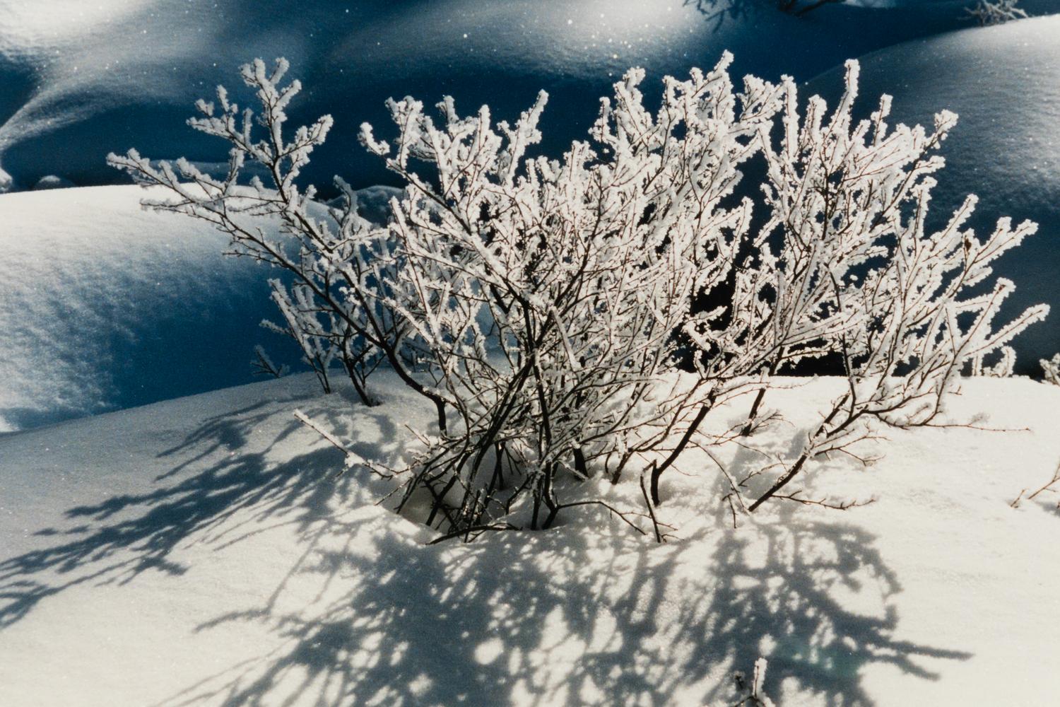 A group of three works (Get These Flowers Off My Head; Intensity II; Winter Scene)