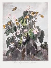 THORNTON, ROBERT, SIR. A group of eight color lithographs from the Temple of Flora, facsimile edition, circa 1951.