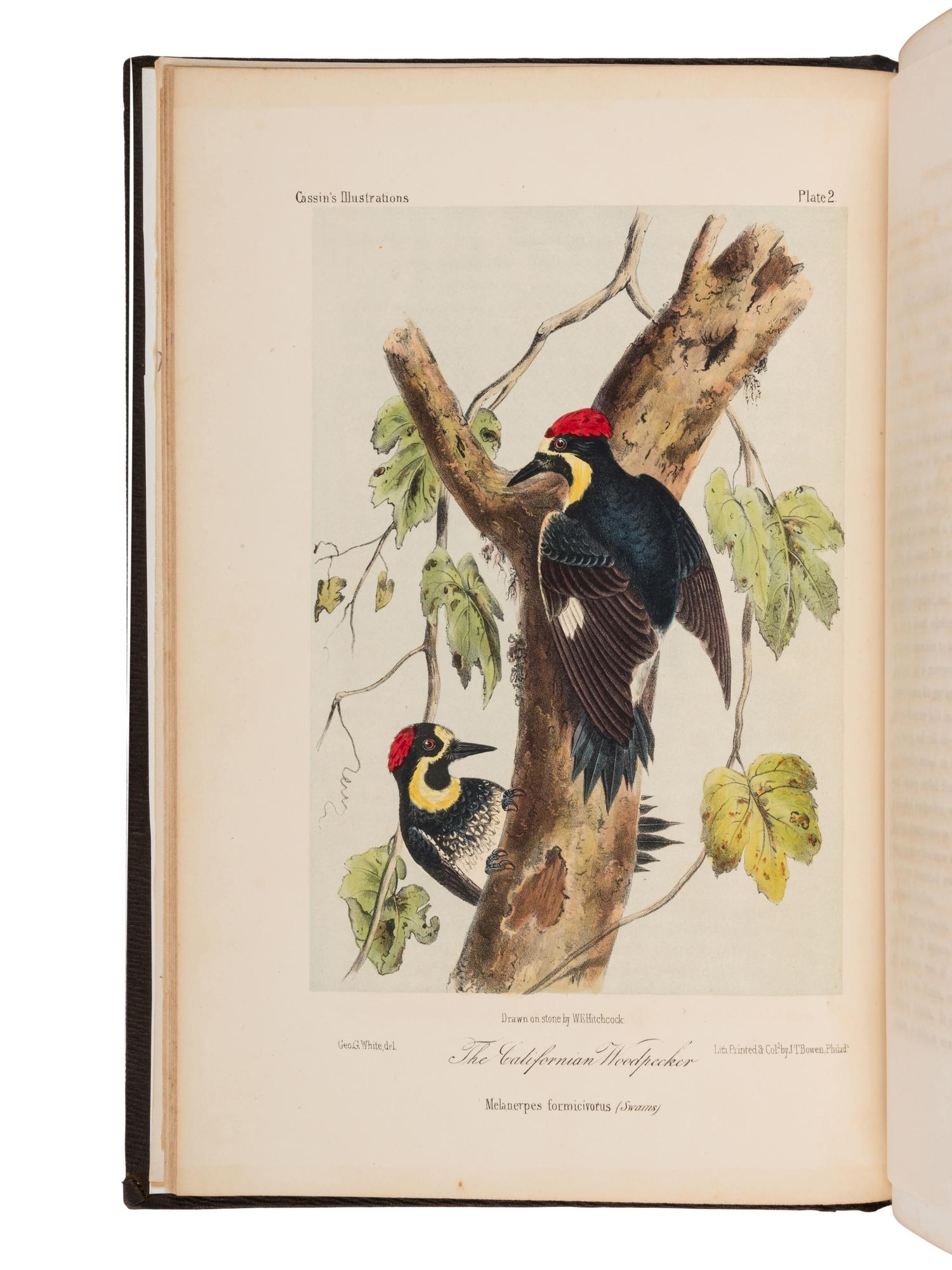 CASSIN, John (1813-1869). Illustrations of the Birds of California, Texas, Oregon, British and Russian American . Philadelphia: J.B. Lippincott & Co., [1853]-1856.