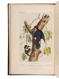 CASSIN, John (1813-1869). Illustrations of the Birds of California, Texas, Oregon, British and Russian American . Philadelphia: J.B. Lippincott & Co., [1853]-1856.