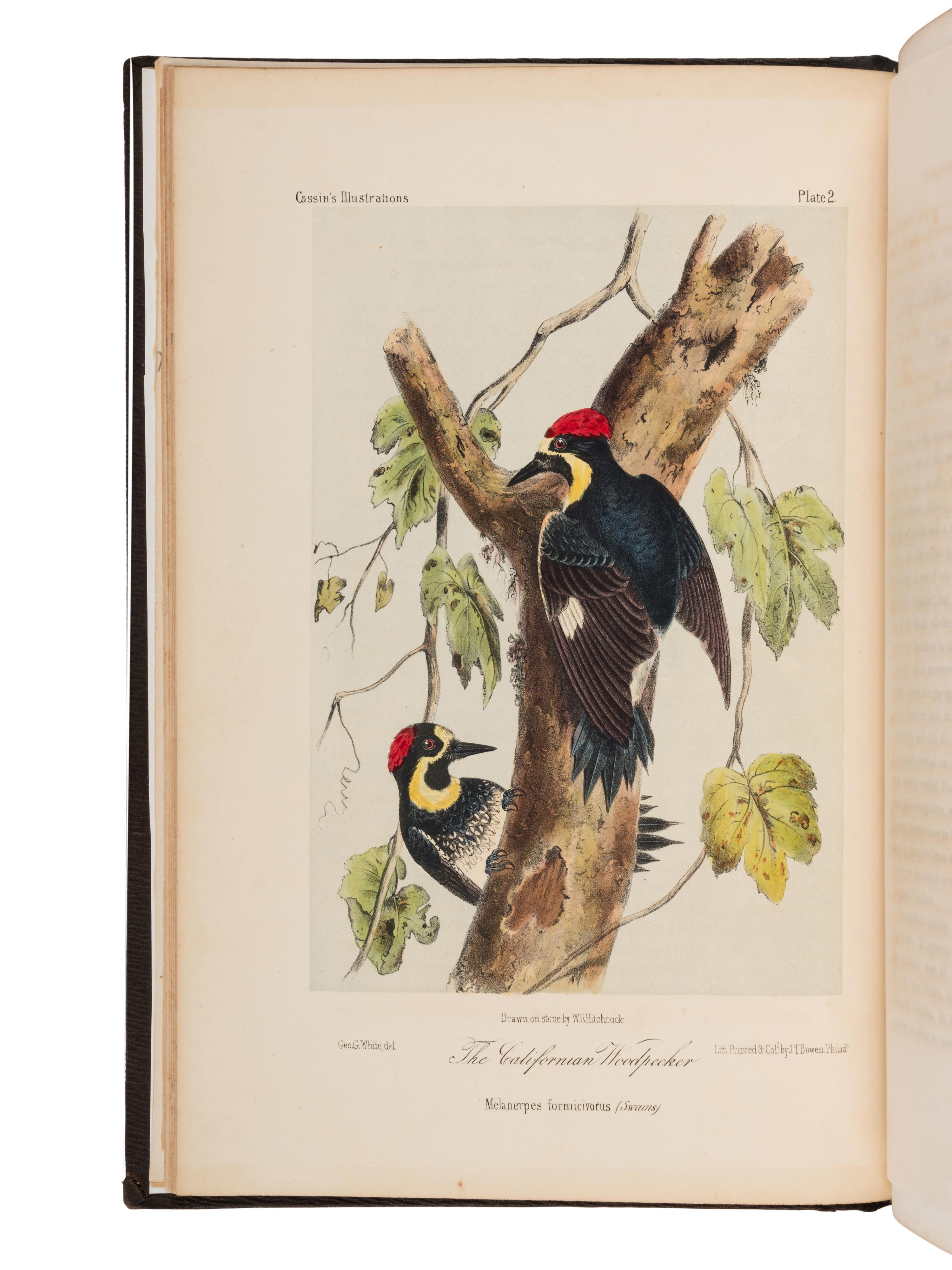 CASSIN, John (1813-1869). Illustrations of the Birds of California, Texas, Oregon, British and Russian American . Philadelphia: J.B. Lippincott & Co., [1853]-1856.