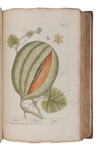 BLACKWELL, Elizabeth (d.1758). A Curious Herbal, containing Five Hundred Cuts of the most useful Plant which are now used in the Practice of Physick. Engraved on folio Copper Plates, after Drawings, taken from the Life… To which is added a short Description of ye Plants and their common Uses in Physick . London: John Nourse, 1739.