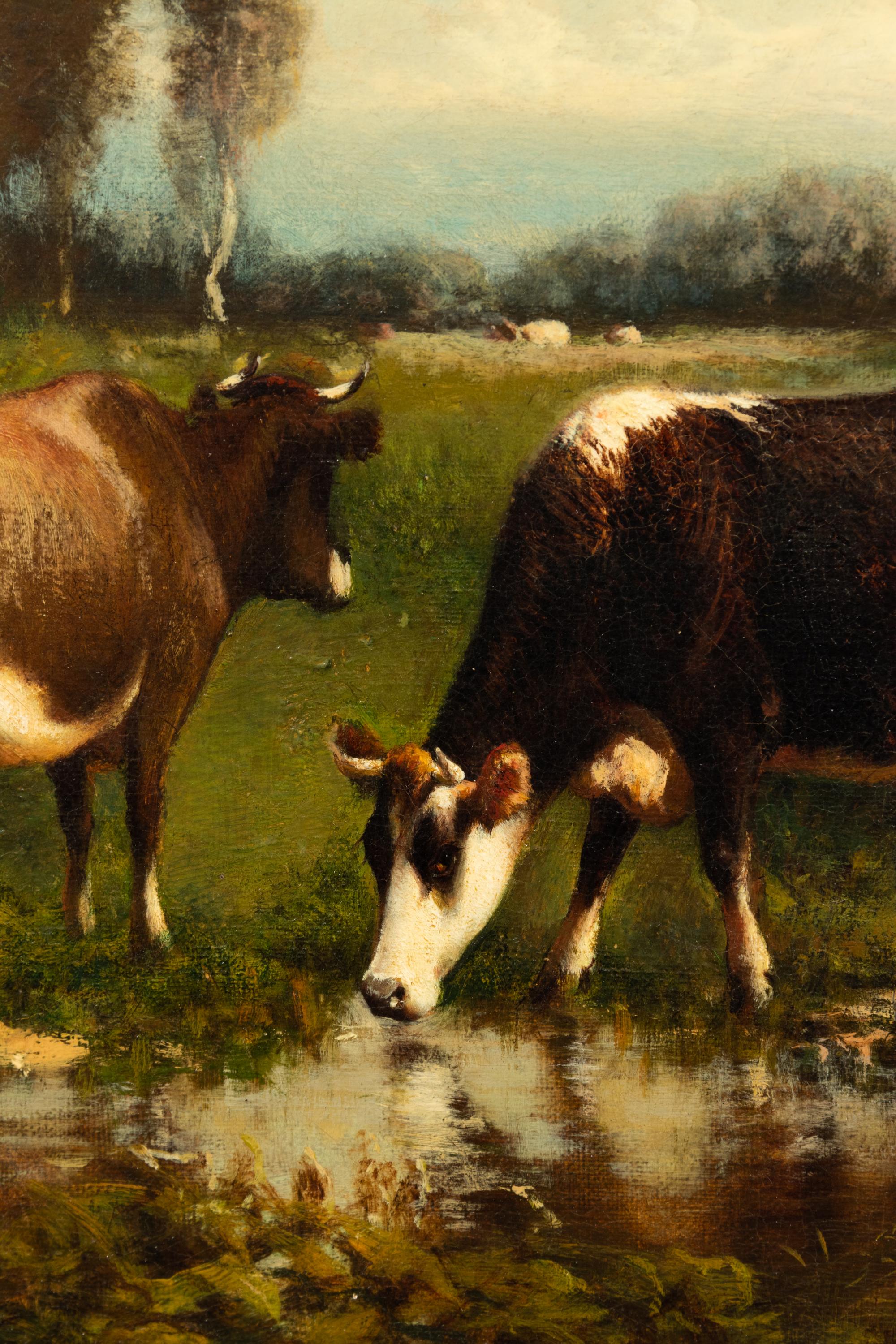 Grazing Cows