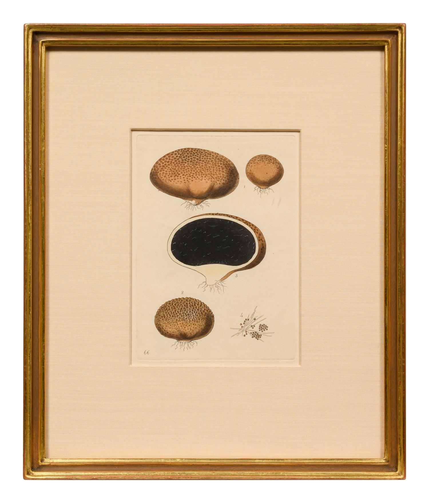 Five German Hand-Colored Engravings of Various Fungi (19th Century)
