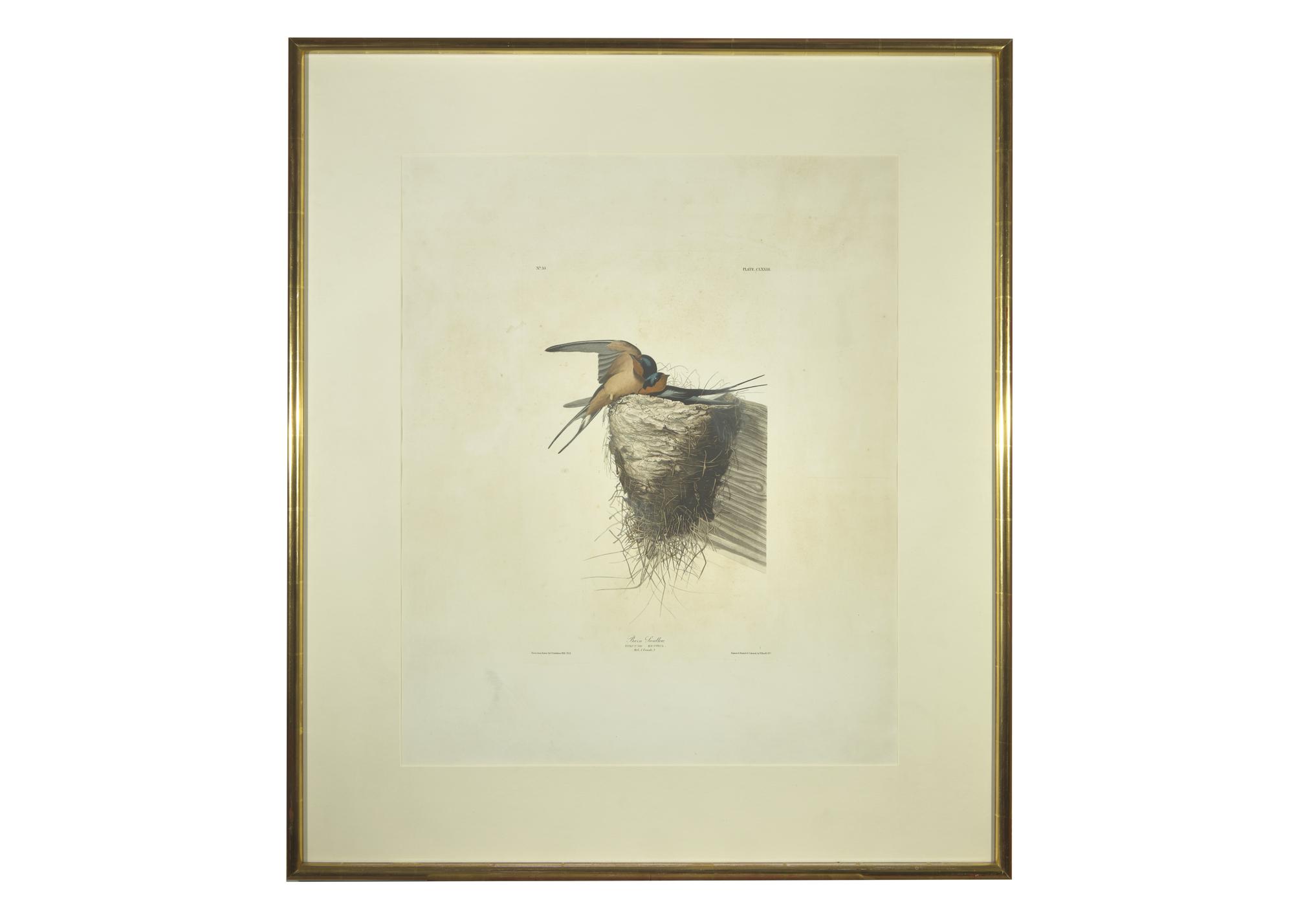 [Prints] J(ohn). J(ames). Audubon. Barn Swallow