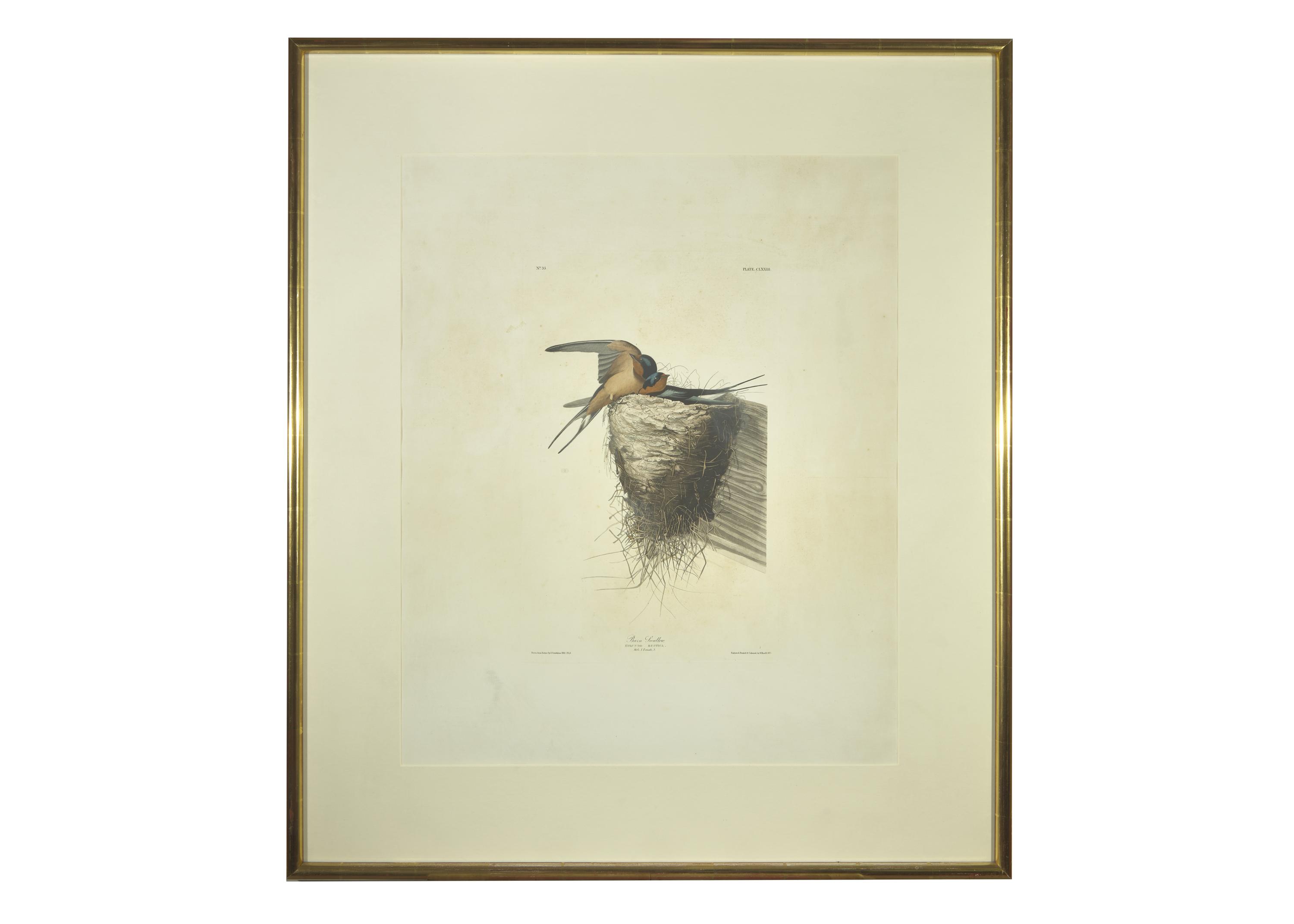 [Prints] J(ohn). J(ames). Audubon. Barn Swallow