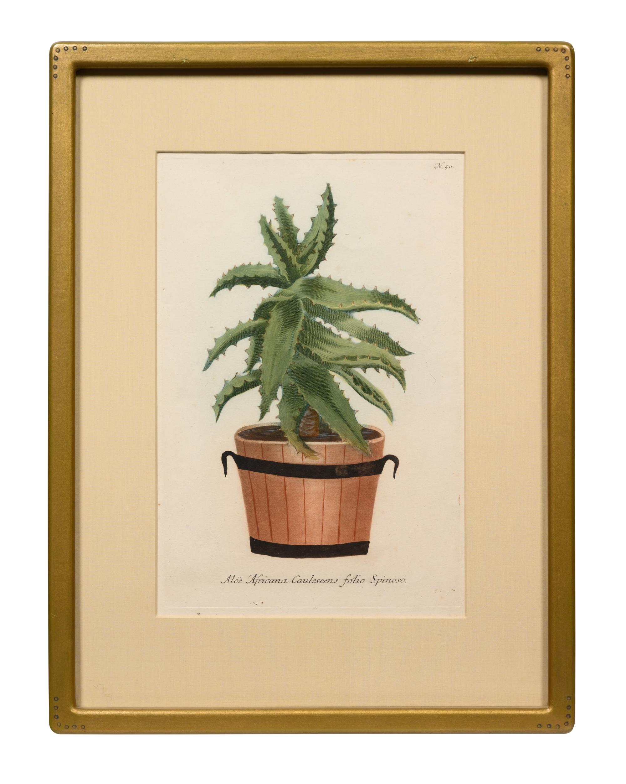 Four Hand-Colored Botanical Engravings after Johann Wilhelm Weinmann (German, 1683-1741)