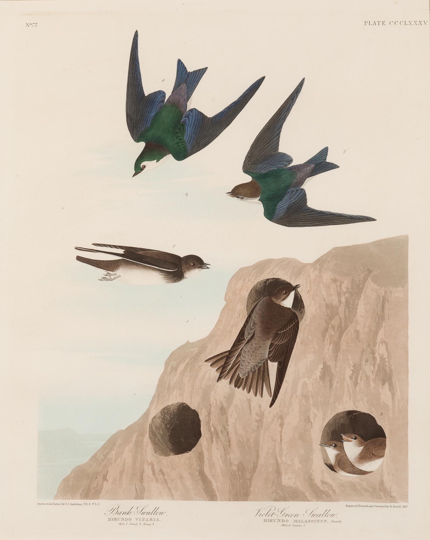 AUDUBON, John James (1785-1851).