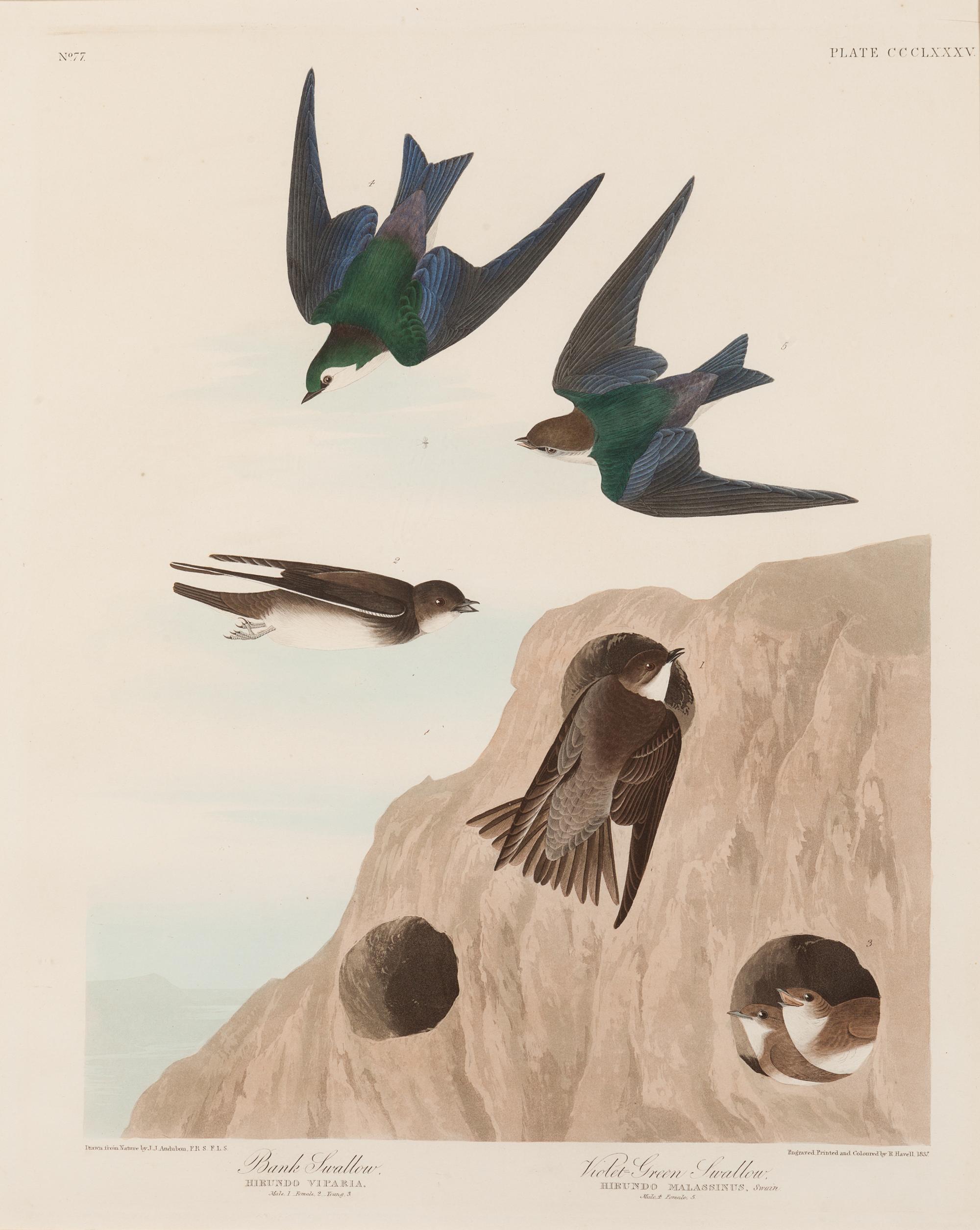 AUDUBON, John James (1785-1851).