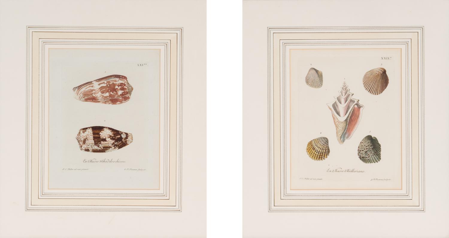 A Set of Eight Hand-Colored Engravings of Shell Specimens by Wolfgang Knorr (German, 18th Century)