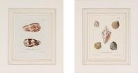 A Set of Eight Hand-Colored Engravings of Shell Specimens by Wolfgang Knorr (German, 18th Century)