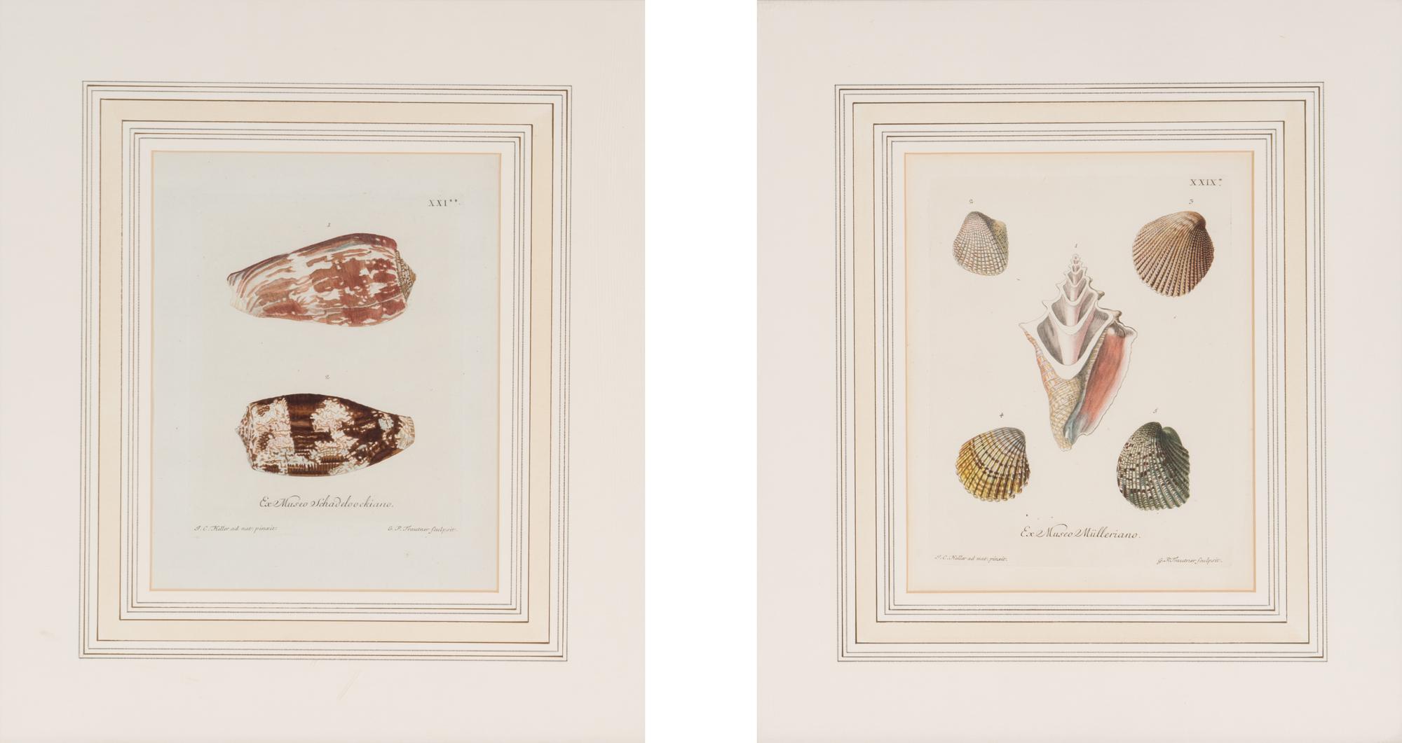A Set of Eight Hand-Colored Engravings of Shell Specimens by Wolfgang Knorr (German, 18th Century)
