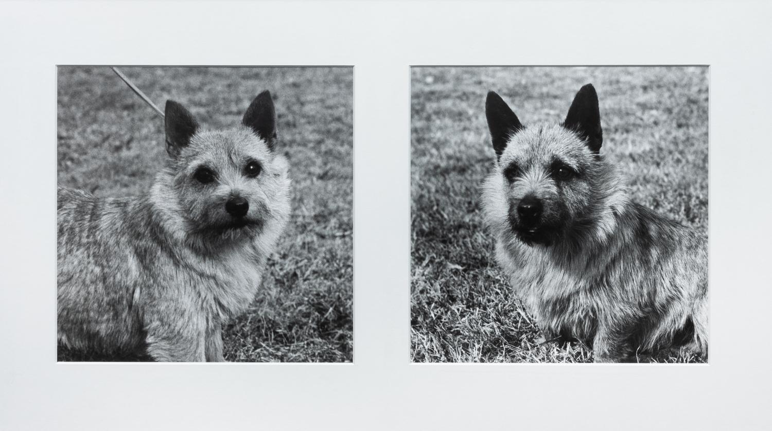 Four Photographs of Norwich Terriers Largest: 19 1/2 x 23 1/2 inches. — Constance Larrabee