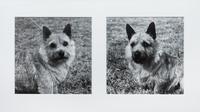 Four Photographs of Norwich Terriers Largest: 19 1/2 x 23 1/2 inches. — Constance Larrabee