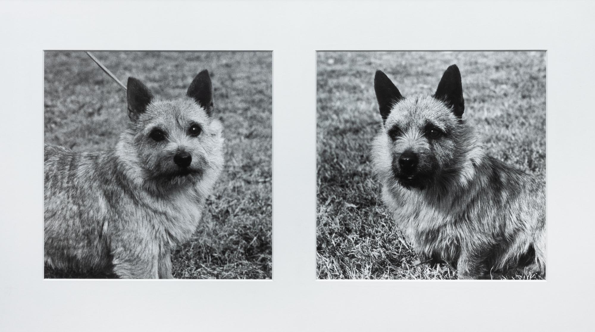 Four Photographs of Norwich Terriers Largest: 19 1/2 x 23 1/2 inches. — Constance Larrabee