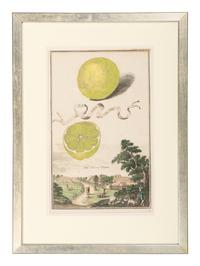Six Hand-Colored Citrus Fruit Engravings