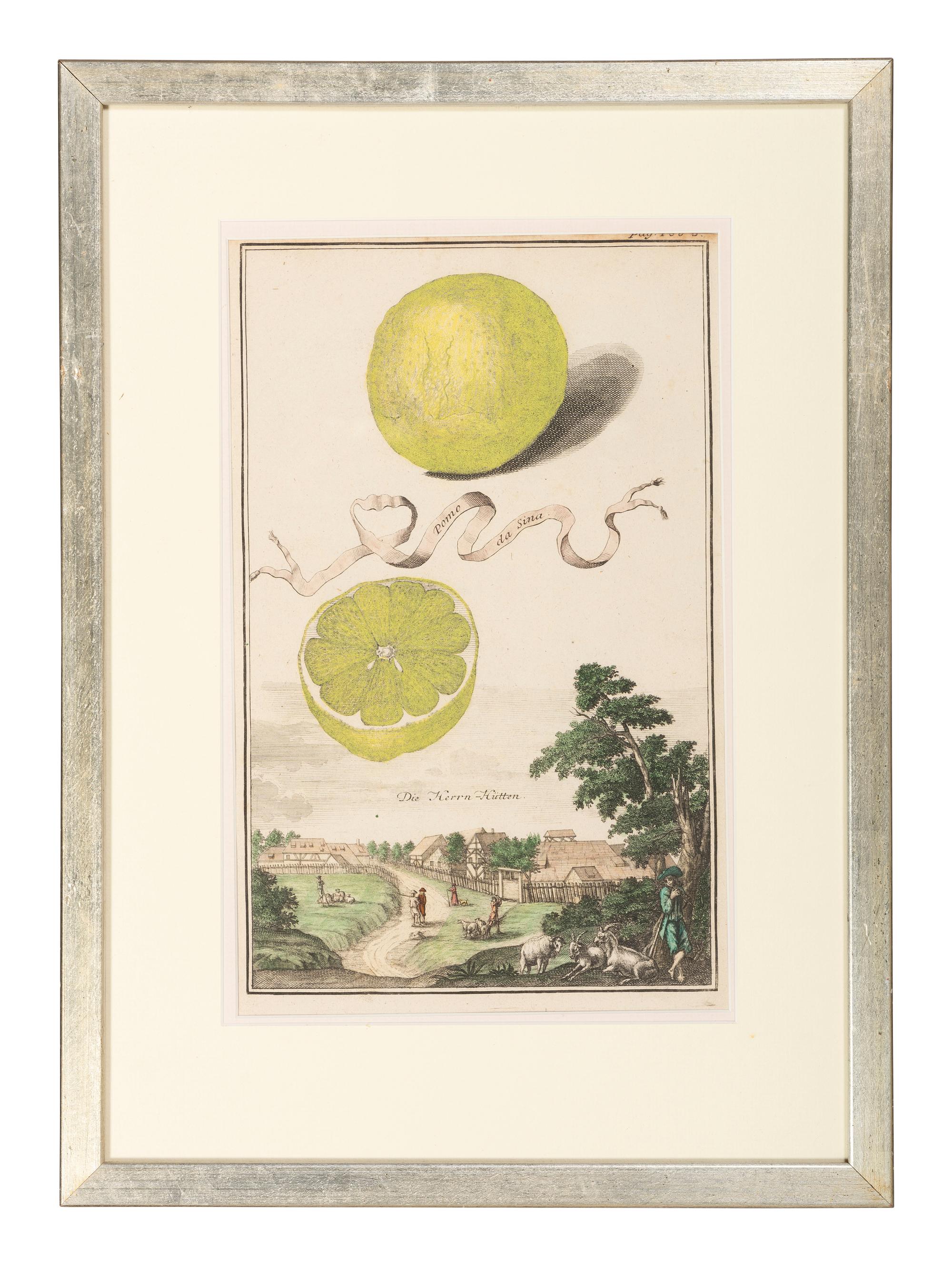 Six Hand-Colored Citrus Fruit Engravings