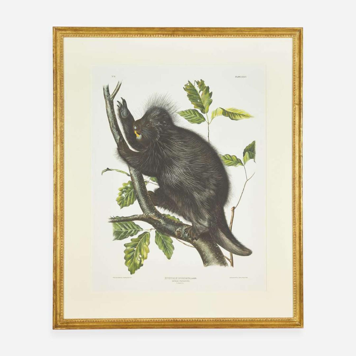 [Prints] Audubon, J(ohn). J(ames). Canada Porcupine