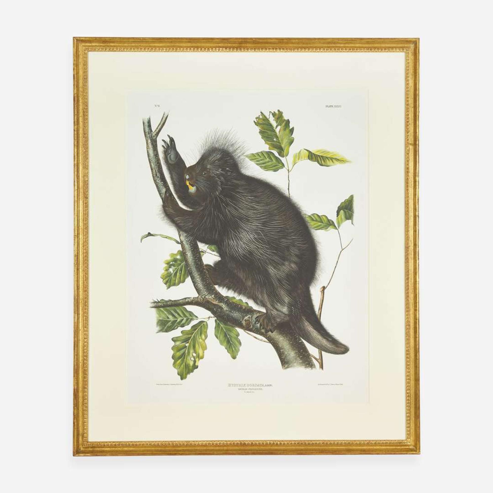 [Prints] Audubon, J(ohn). J(ames). Canada Porcupine