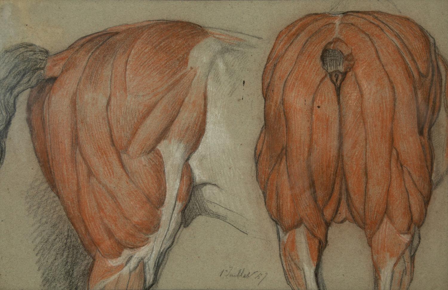 A Group of Five Pencil and Watercolor Sketches Depicting the Anatomy of Equine — 20TH CENTURY