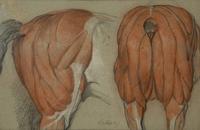 A Group of Five Pencil and Watercolor Sketches Depicting the Anatomy of Equine — 20TH CENTURY