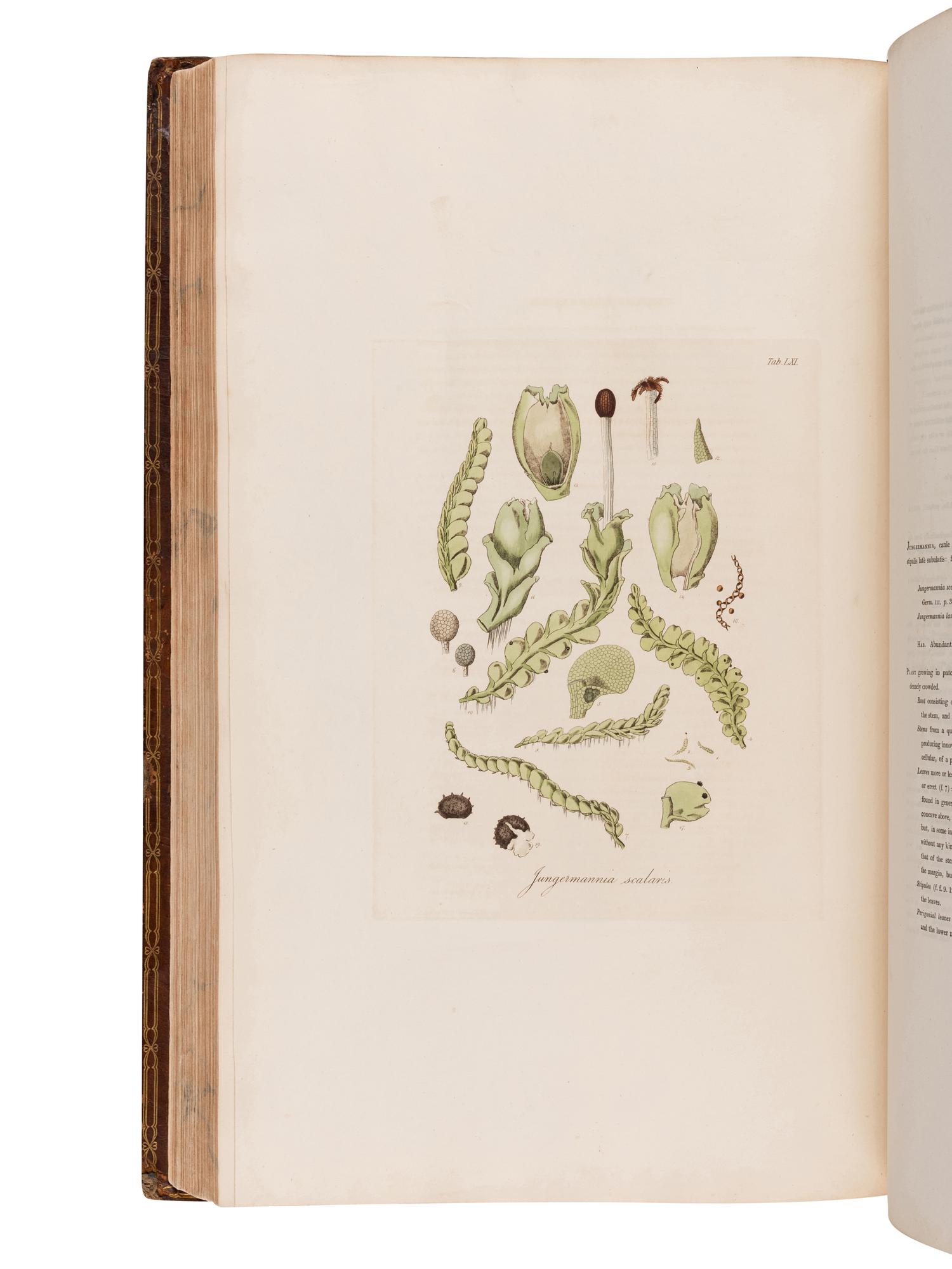HOOKER, William Jackson, Sir (1785-1865). British Jungermanniae. Being a history and description, with coloured figures, of each species of the genus, and microscopical analyses of the parts. London: Longman, Hurst, Rees, Orme, and Brown, [1812]-1816.