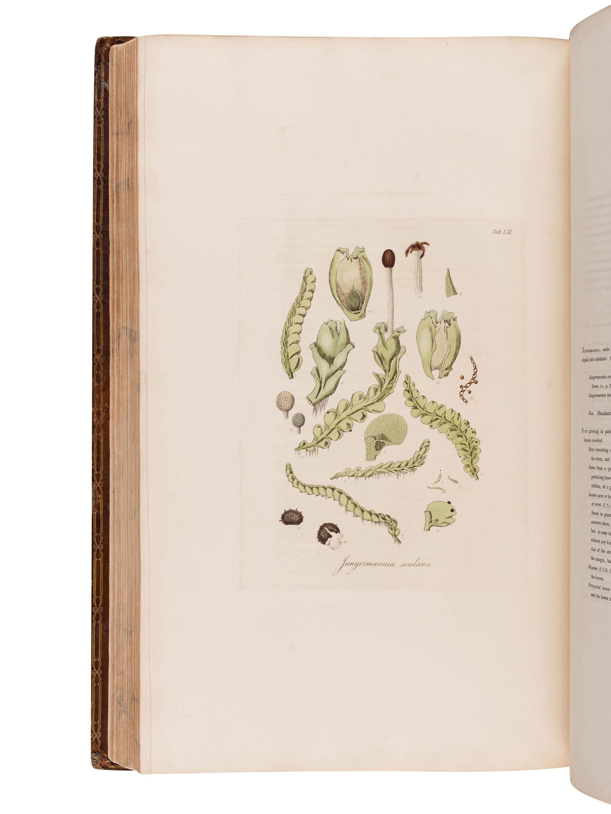 HOOKER, William Jackson, Sir (1785-1865). British Jungermanniae. Being a history and description, with coloured figures, of each species of the genus, and microscopical analyses of the parts. London: Longman, Hurst, Rees, Orme, and Brown, [1812]-1816.