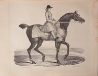 [Sporting] (Broadhurst, J., and George Stubbs). A Comparative View of the Form and Character of the English Racer and Saddle-Horse During the Last and Present Centuries