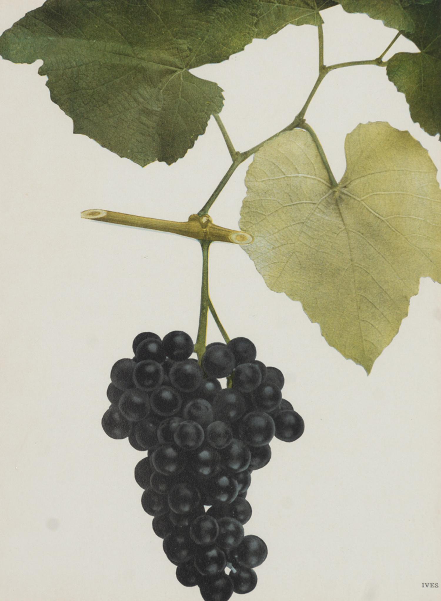 A Group of Six Grape Prints
