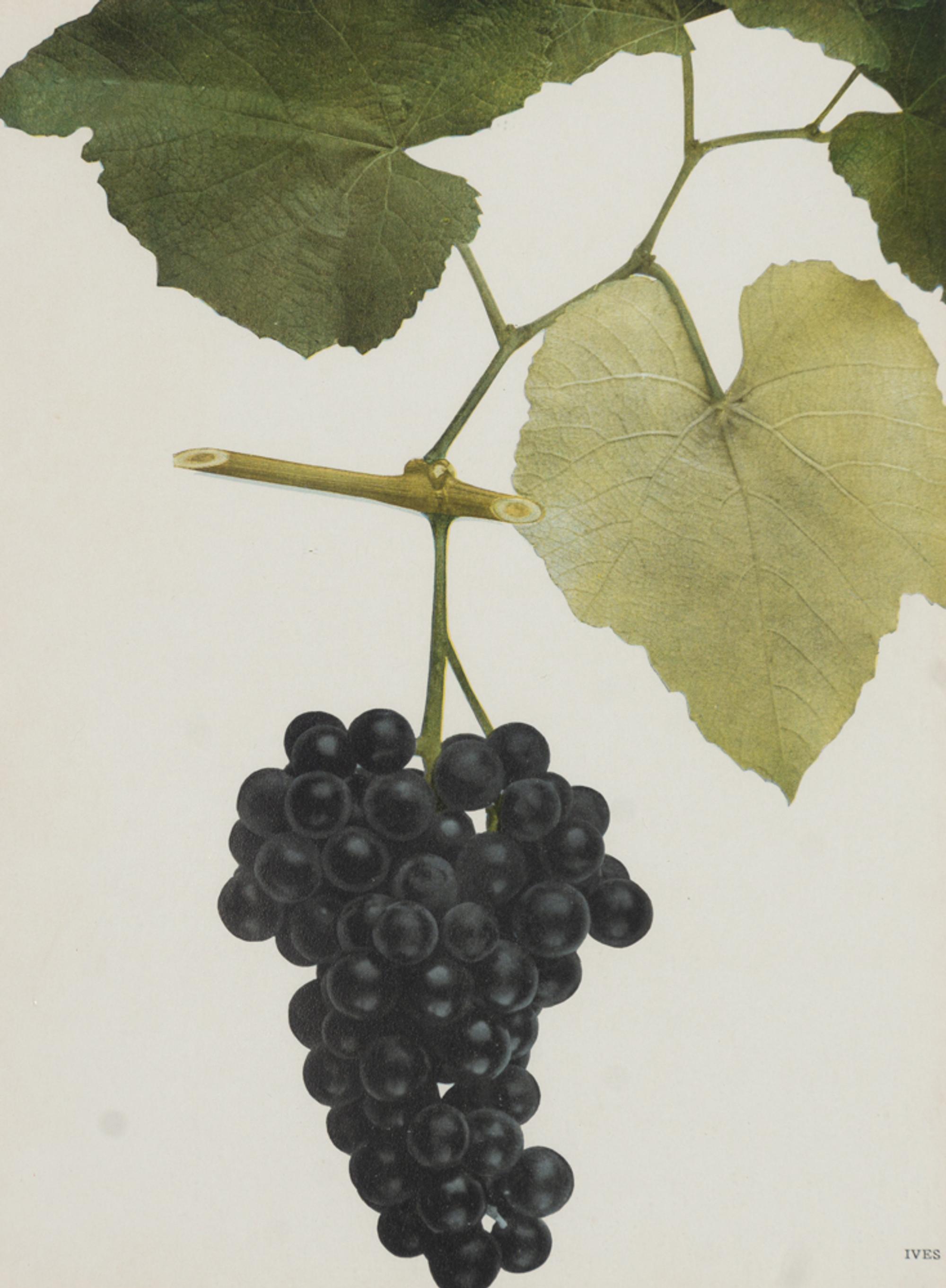 A Group of Six Grape Prints