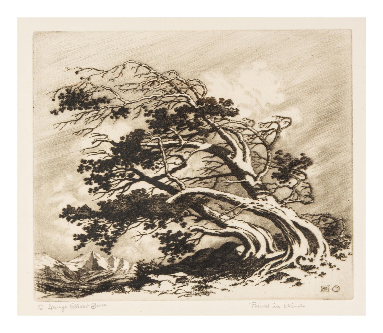 Pines in Wind
