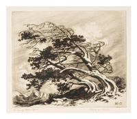 Pines in Wind
