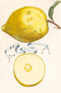 A Set of Eight Giovanni Battista Ferrari Colored Engravings of Fruit From Hesperides