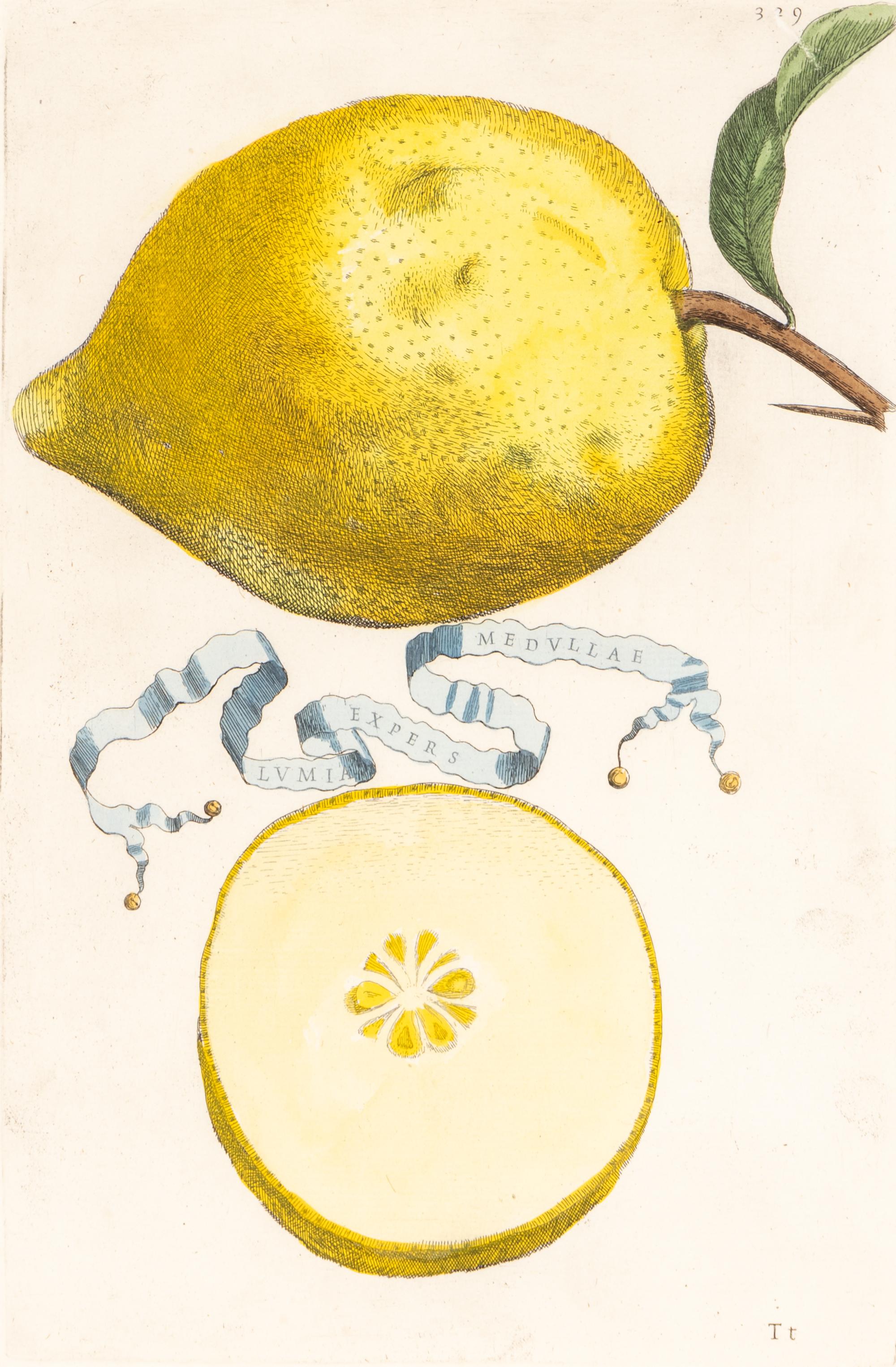 A Set of Eight Giovanni Battista Ferrari Colored Engravings of Fruit From Hesperides