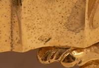 A Pair of French Silver-Gilt Tazze