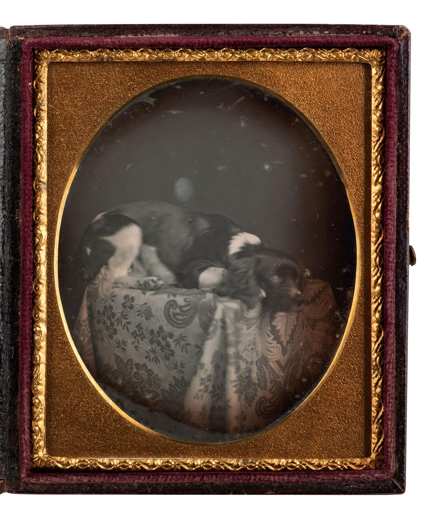 [EARLY PHOTOGRAPHY]. Sixth plate daguerreotype featuring a dog named "Rollo" resting on a table.