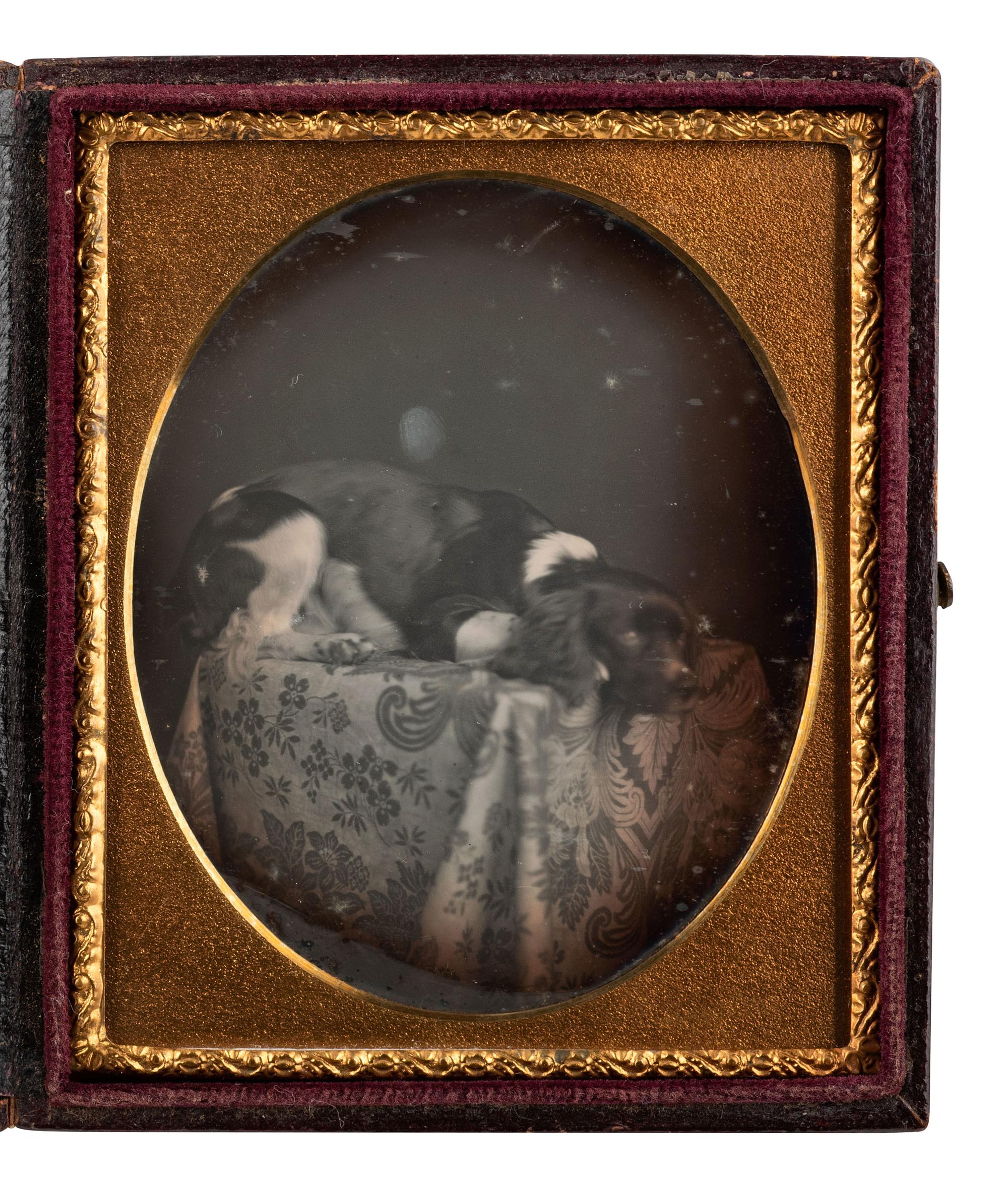 [EARLY PHOTOGRAPHY]. Sixth plate daguerreotype featuring a dog named "Rollo" resting on a table.
