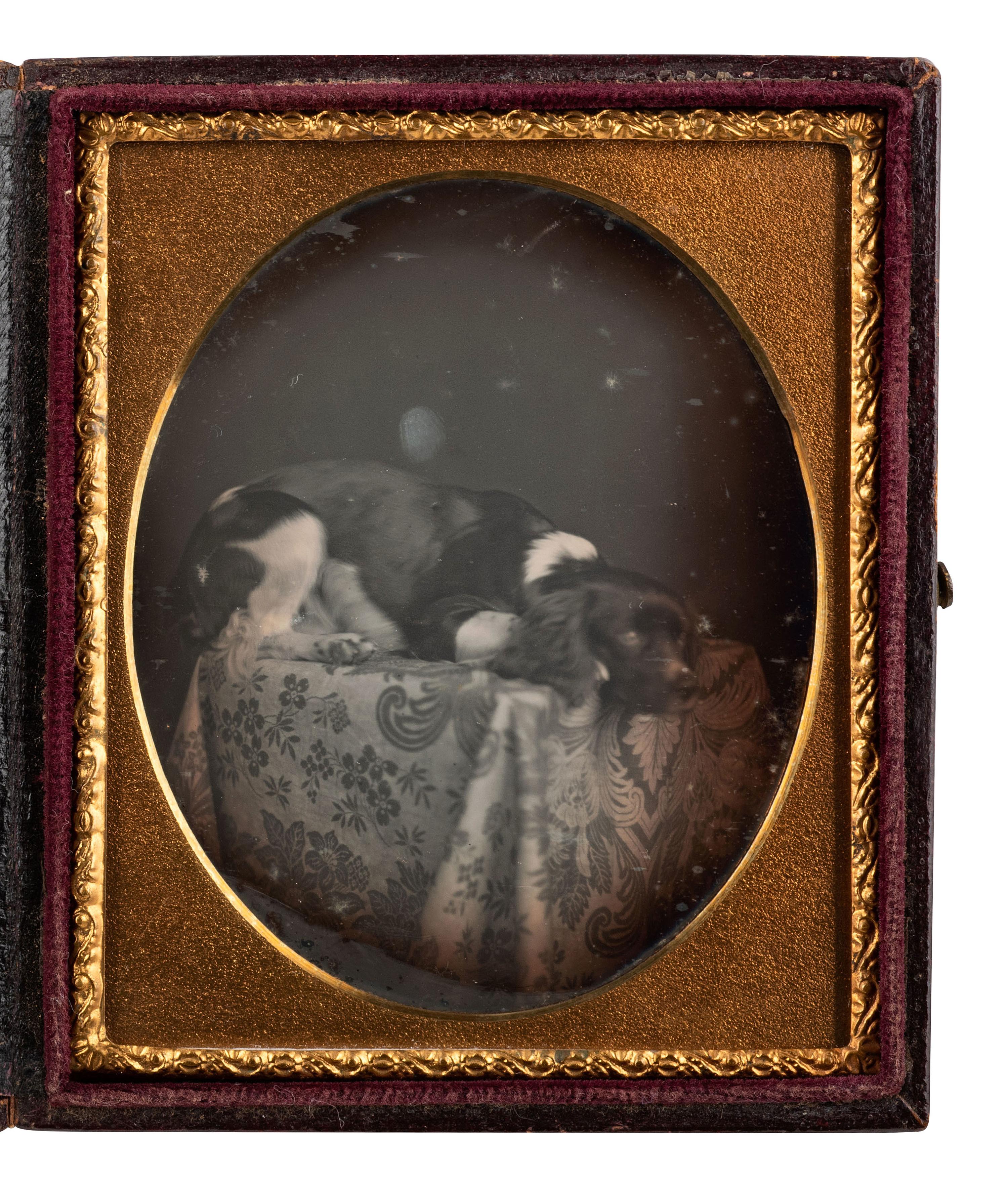 [EARLY PHOTOGRAPHY]. Sixth plate daguerreotype featuring a dog named "Rollo" resting on a table.