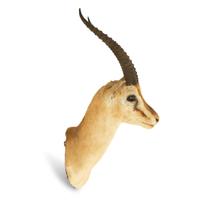 A Taxidermy Springbok Shoulder Mount