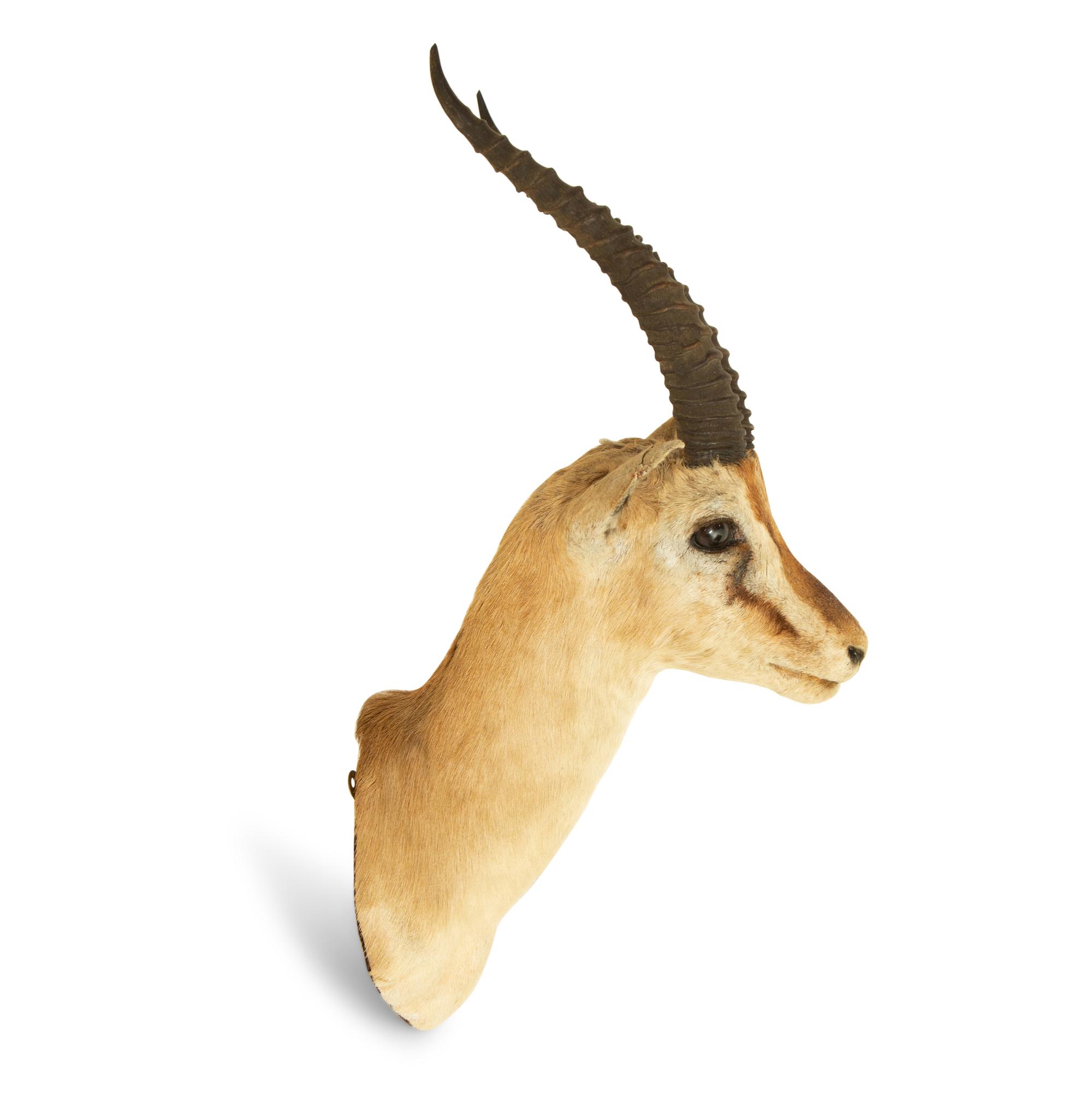 A Taxidermy Springbok Shoulder Mount