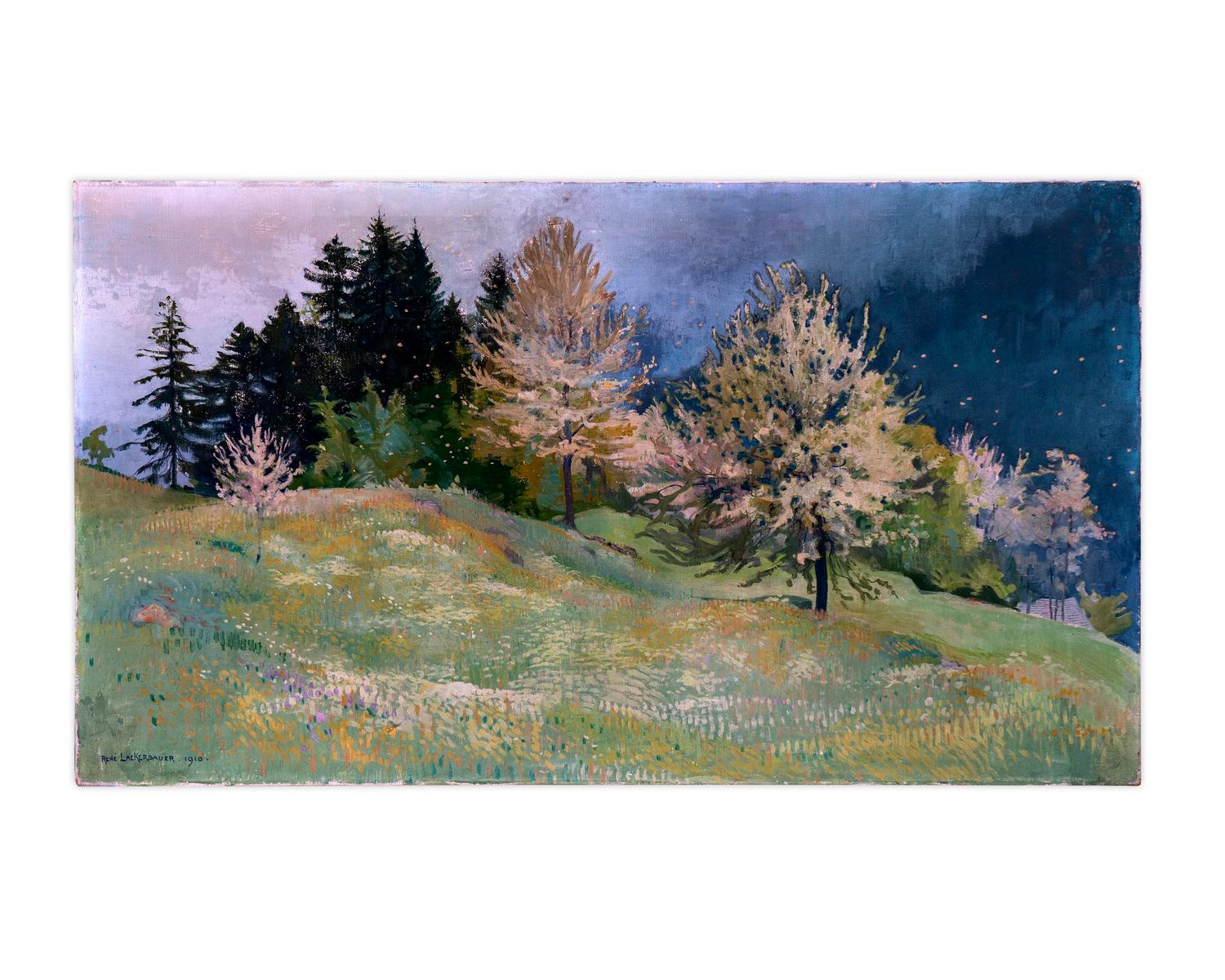 Bluhende Kirschbaume