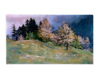 Bluhende Kirschbaume