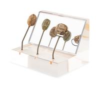Three Egyptian Steatite and Faience Scarabs