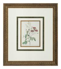 A Set of Six Chromolithographs of Roses after Pierre Joseph Redouté
