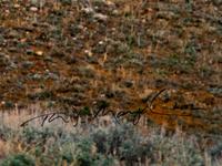 Yellowstone Country Grizzly , edition 79/1500