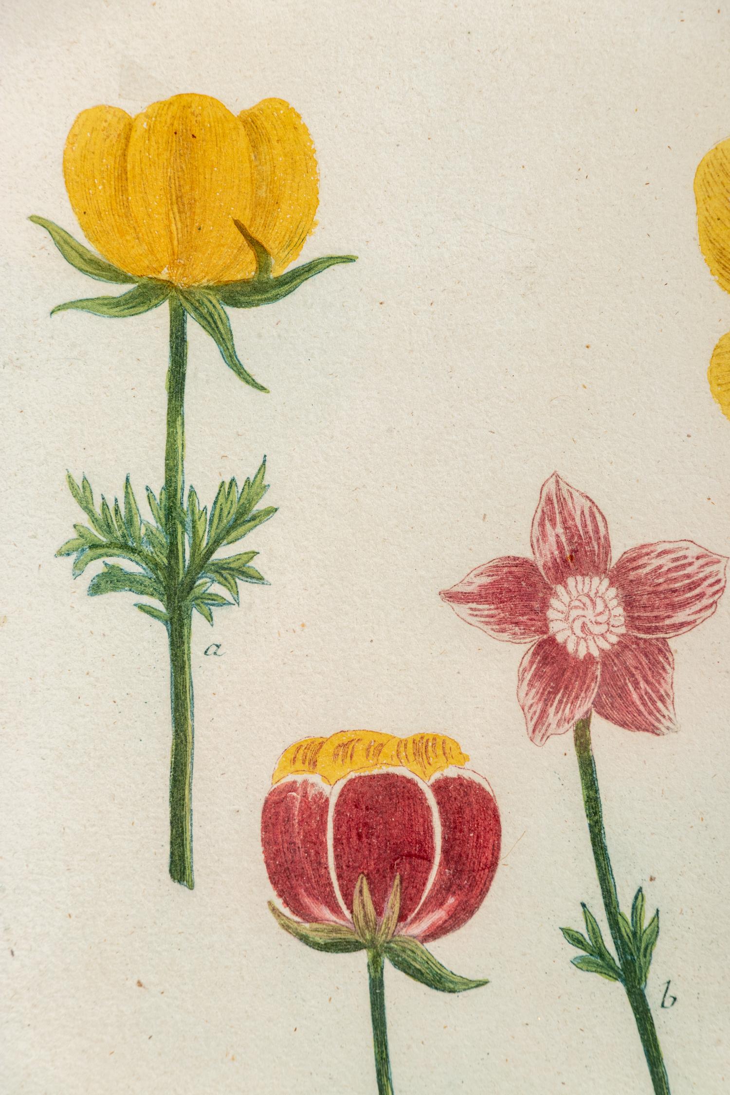 A Set of Six Hand-Colored Botanical Engravings