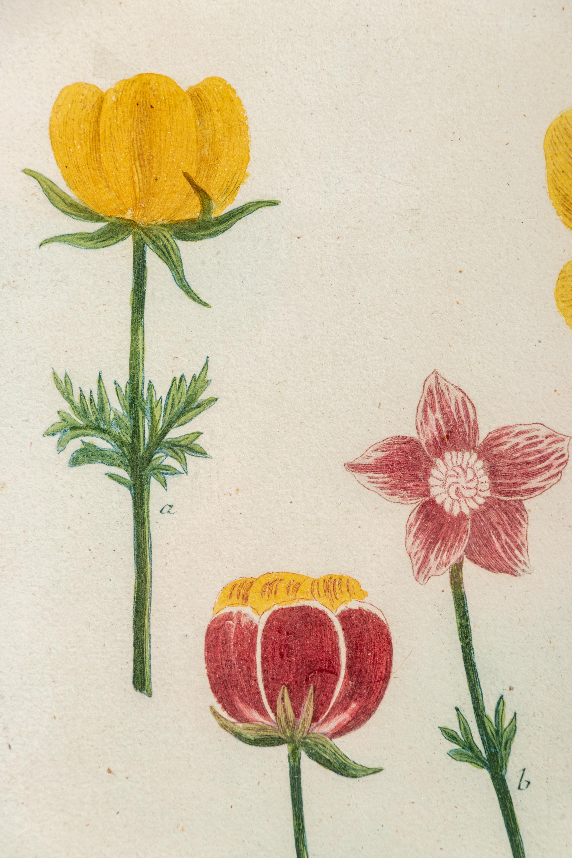 A Set of Six Hand-Colored Botanical Engravings